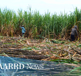 DOST iCRADLE Sugarcane Project Exhibits Higher Yield Results for First Harvest